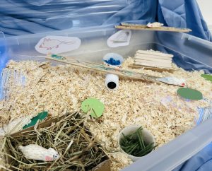 Creatief muizenhuis gemaakt door kinderen in de kinderopvang, een activiteit die perfect past bij 21-eeuwse vaardigheden in de kinderopvang.